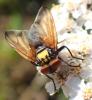 Phasia aurigera